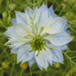 Meet your Posher, Ami